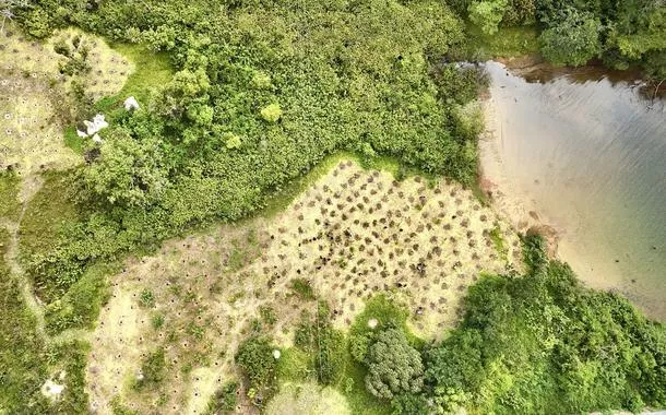 Governos iniciam plantio de mudas nativas para recuperar a Serrinha do Paranoá
