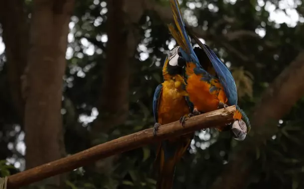 No Parque Nacional da Tijuca, araras-canindés voltam a sobrevoar o Rio após dois séculos