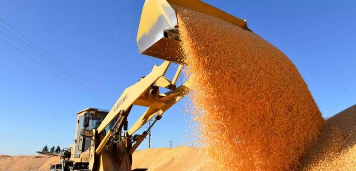 Pá carregadeira manipula grãos de milho seco