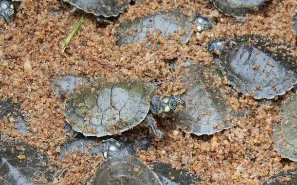 Proteção do ICMBio impulsiona recorde de nascimentos de tartaruga-da-Amazônia no Pará