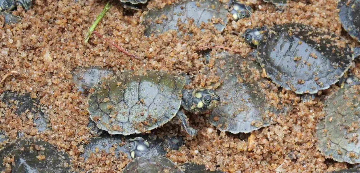 Filhotes de tartaruga-da-Amazônia