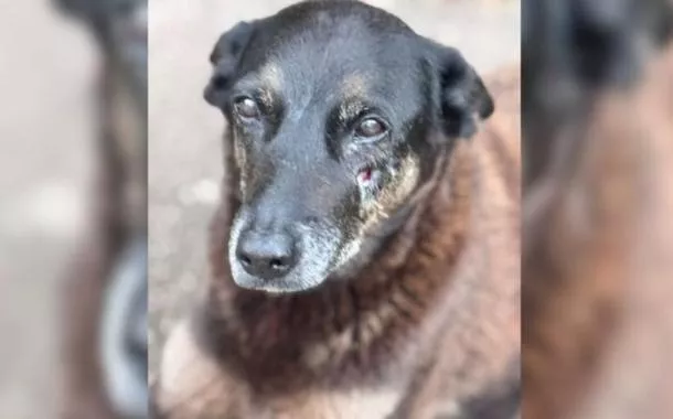 Caso Orelha: polícia monta esquema especial para chegada de investigados dos EUA