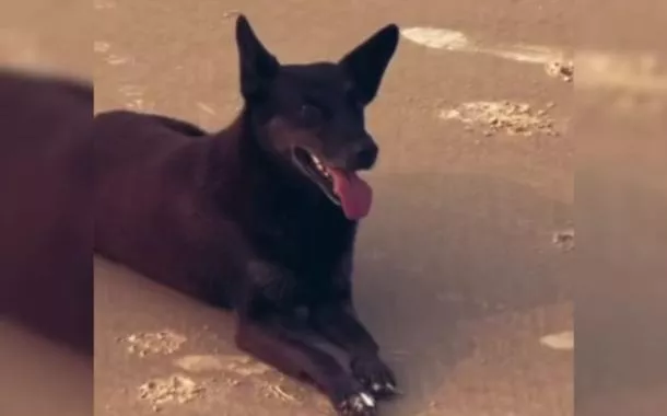 Cão Orelha teve "lesão contundente na cabeça", diz laudo