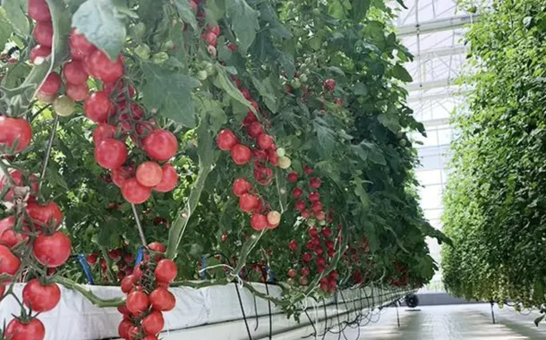 Tecnologia chinesa de estufas ganha o mundo