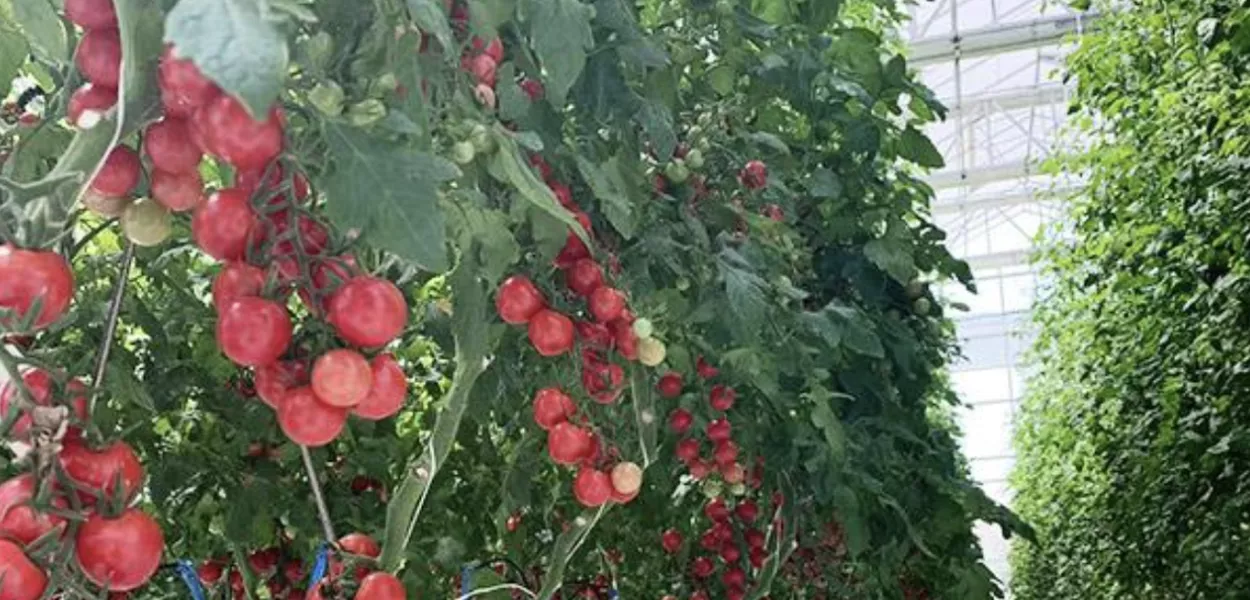A foto mostra o crescimento exuberante de tomates-cereja em uma estufa inteligente desenvolvida pela Shandong Lisente Agricultural Technology Co., Ltd. (Lisente).