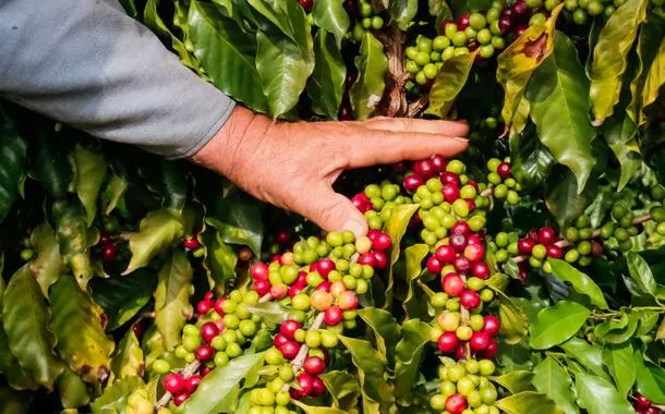 Produção de café deve bater novo recorde em 2026, diz Conab