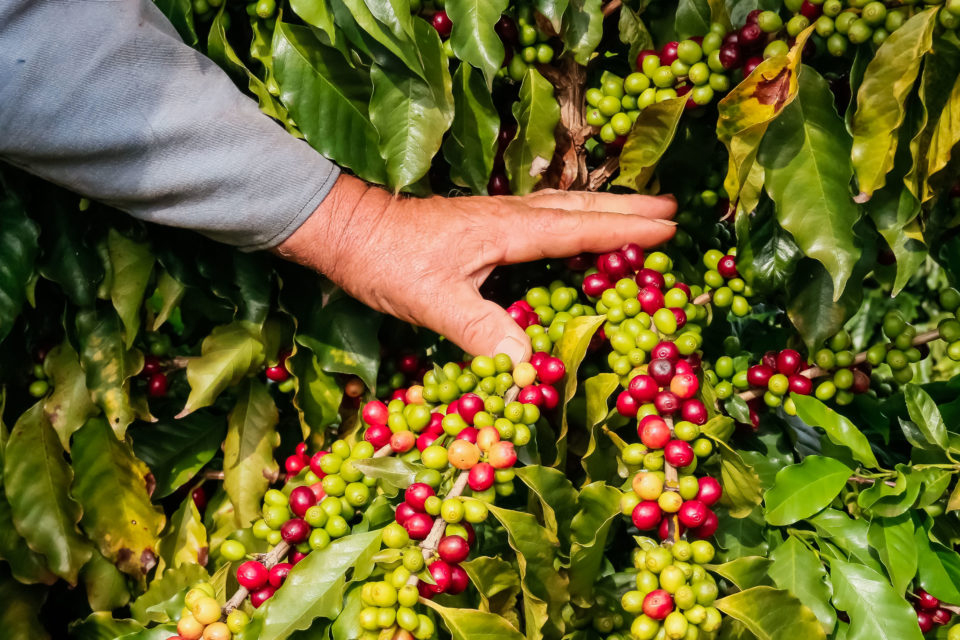 Produção de café deve bater novo recorde em 2026, diz Conab