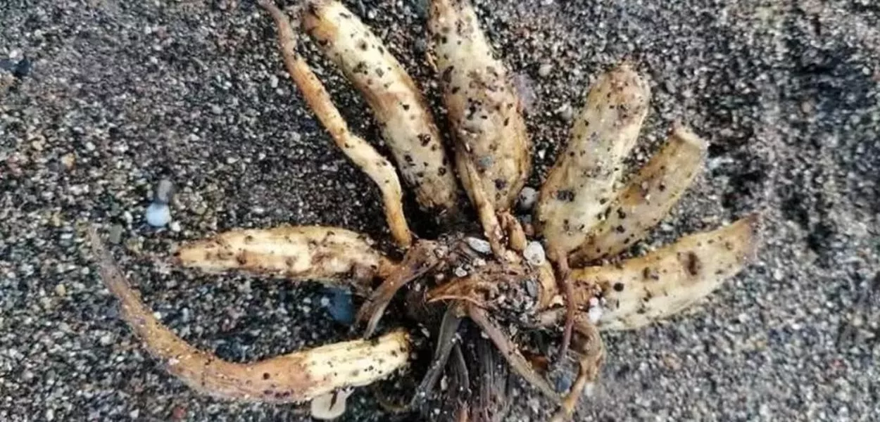 Espécie foi encontrada no litoral de Cumbria e levou autoridades a reforçar orientações à população