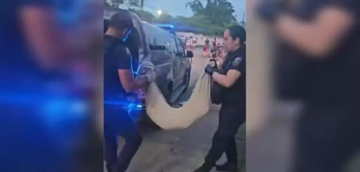 Remoção de cachorro morto