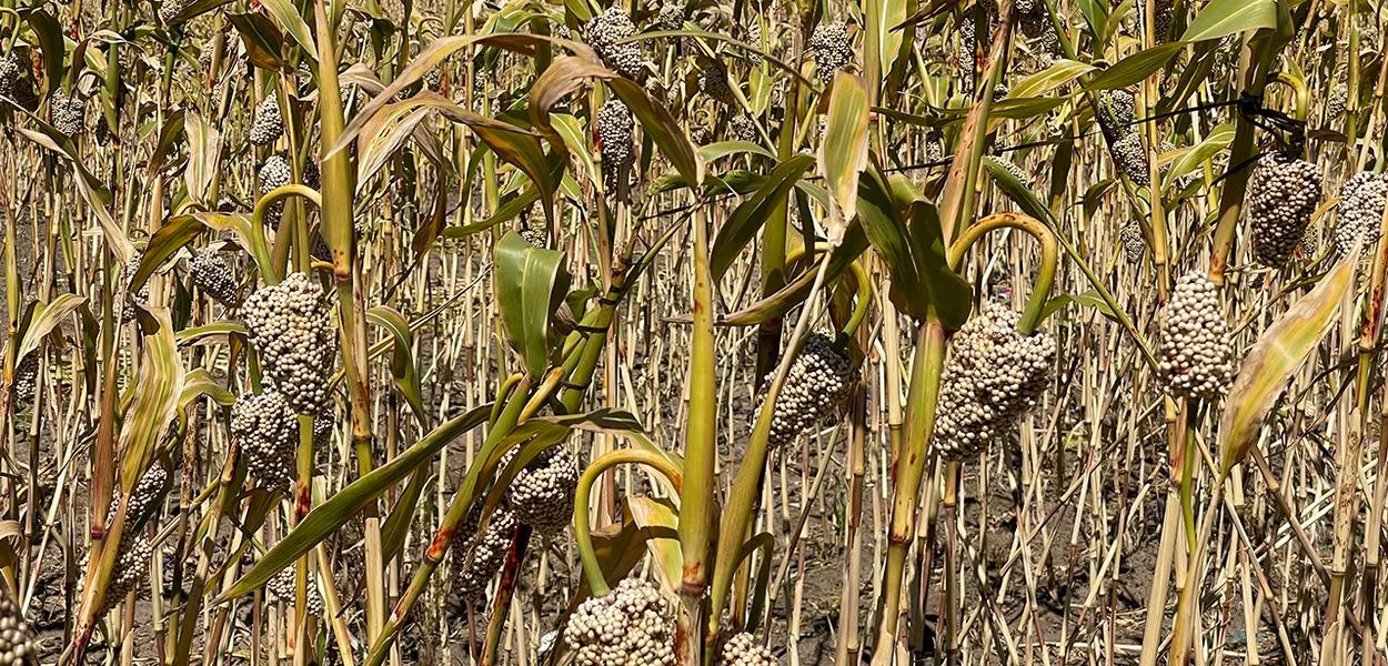 Lavoura de sorgo
11/11/2024
