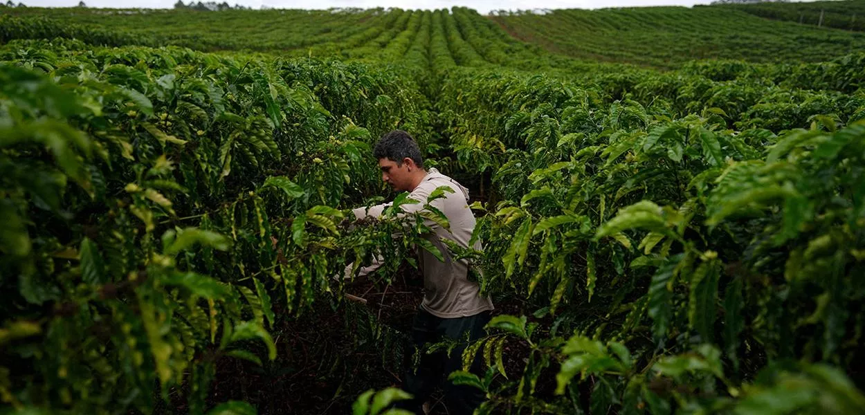 Um funcionário trabalha em uma plantação de café robusta em São Gabriel da Palha, no estado do Espírito Santo, Brasil