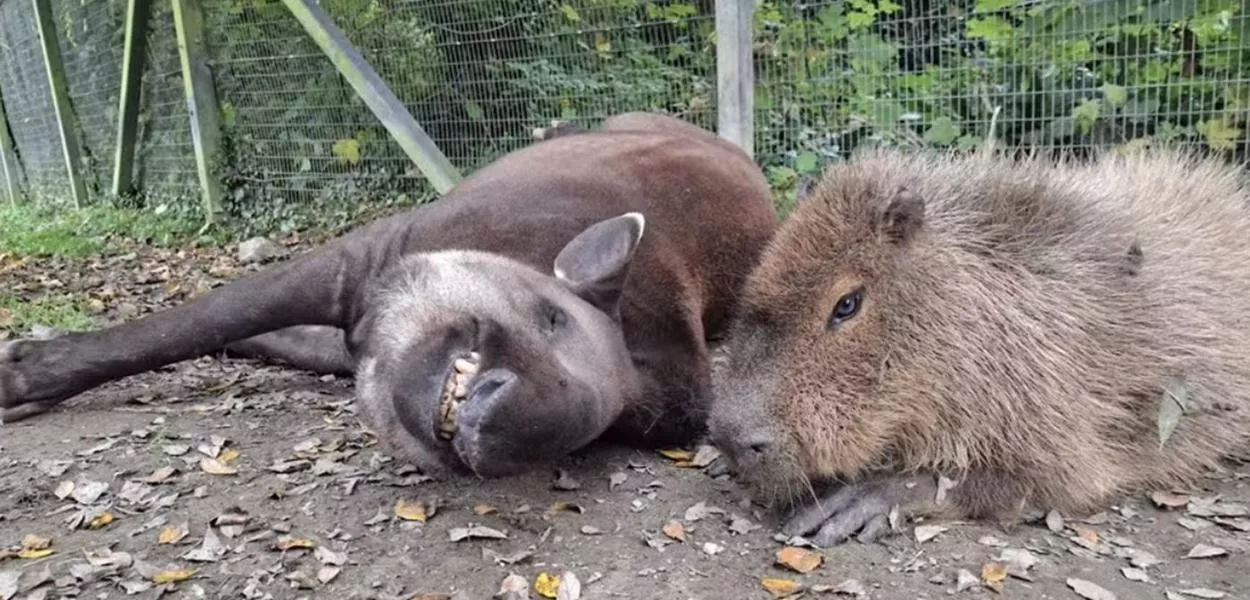 A notícia foi divulgada nas redes sociais do zoológico e causou uma série de homenagens de visitantes e admiradores