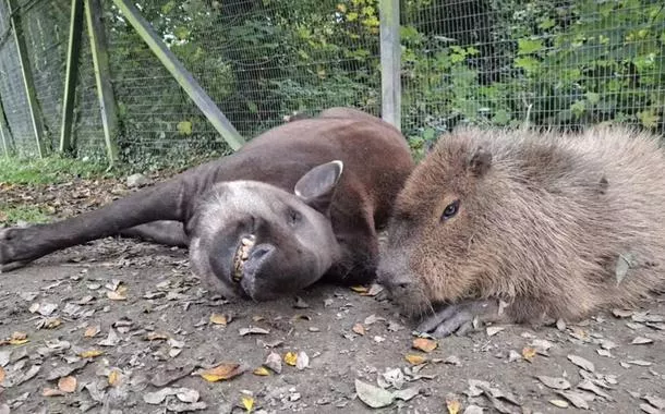 A notícia foi divulgada nas redes sociais do zoológico e causou uma série de homenagens de visitantes e admiradores
