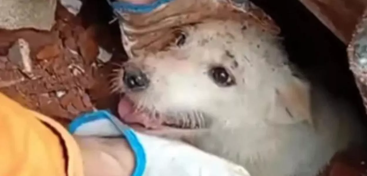 Só em Juiz de Fora, 35 pets foram resgatados por servidores da Secretaria do Bem-Estar Animal, que trabalham junto a colegas de órgãos como Defesa Civil e Bombeiros para ajudar a todos os que estão precisando.