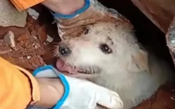 Em Juiz de Fora, resgaste do doguinho Pumba comove web: "toda vida importa" (vídeo)