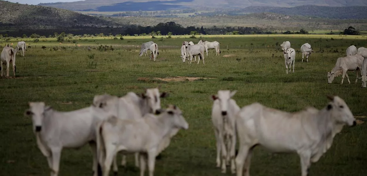 Criação de gado em Alto Paraíso (GO) 
16/03/2018
