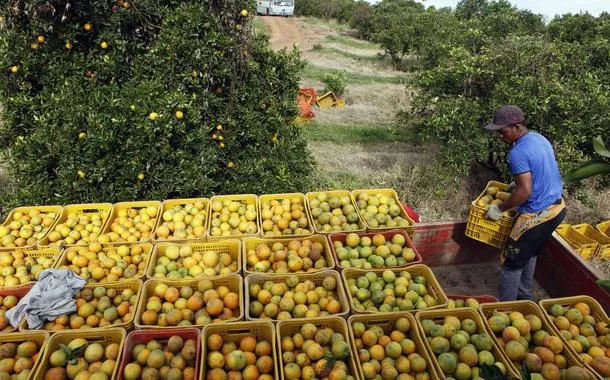 Um trabalhador carrega um caminhão com caixas de laranjas em uma fazenda em Limeira, em 13 de janeiro de 2012. REUTERS/Paulo Whitaker (BRASIL - Tags: NEGÓCIOS ALIMENTOS AGRICULTURA POLÍTICA SAÚDE)