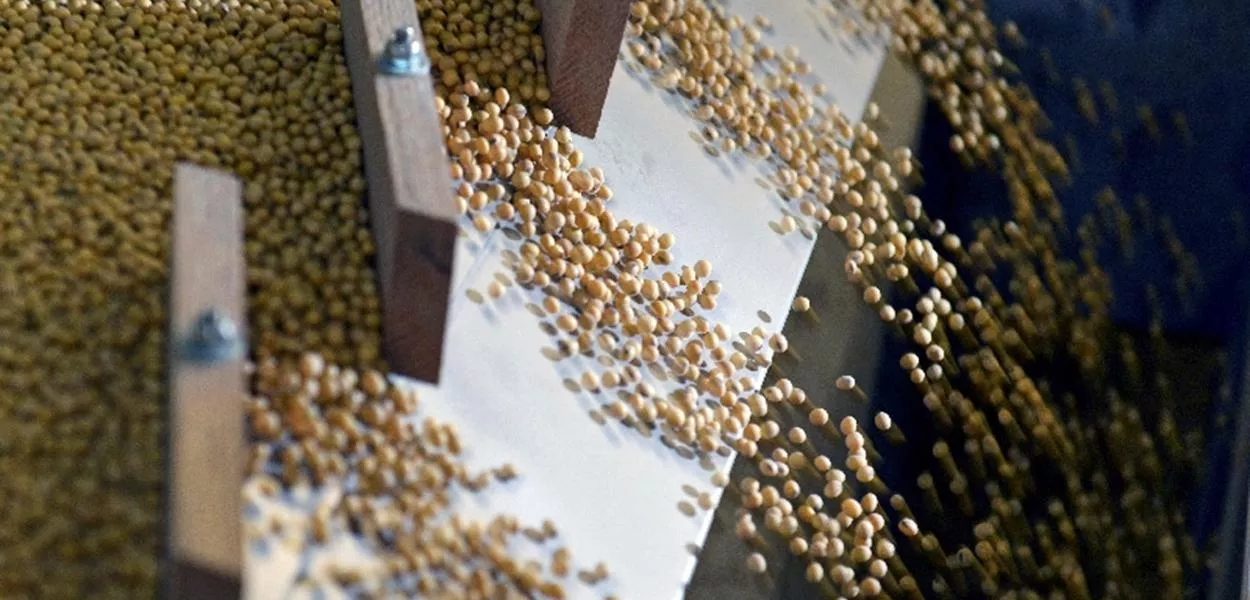 Grãos de soja