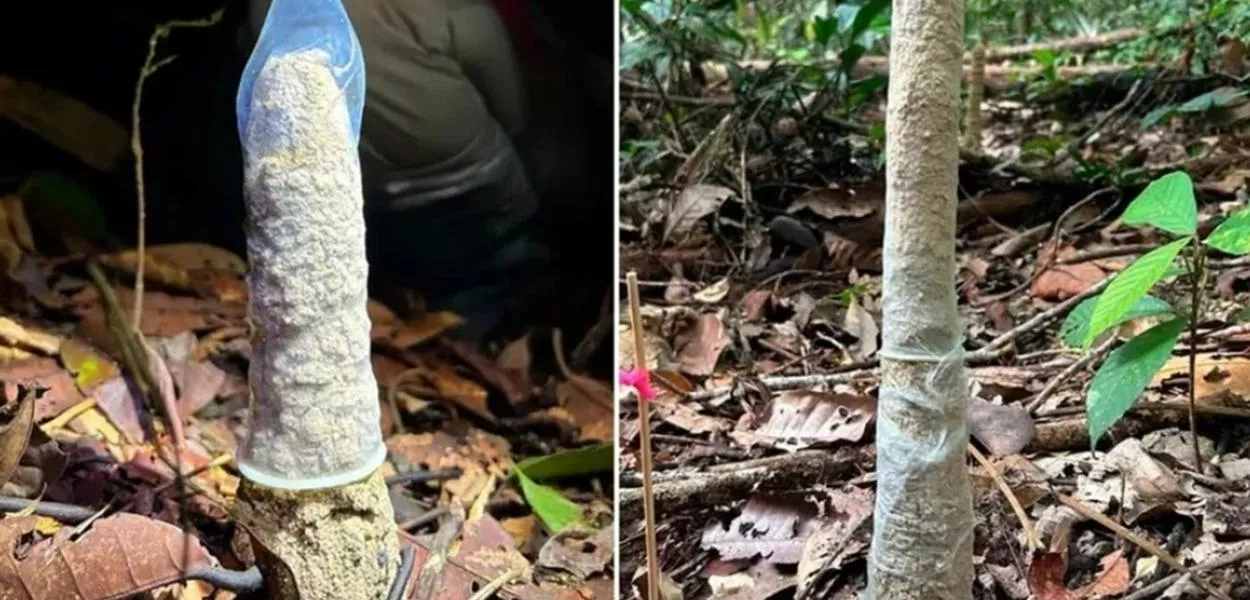 Pesquisa publicada na Biotropica usou camisinhas para testar o papel das torres de argila na sobrevivência das ninfas da cigarras-arquiteta