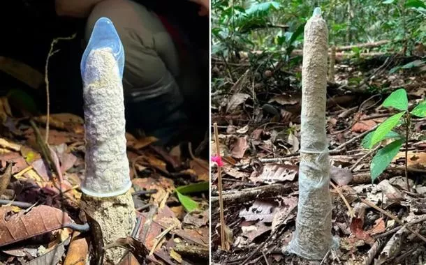Pesquisa publicada na Biotropica usou camisinhas para testar o papel das torres de argila na sobrevivência das ninfas da cigarras-arquiteta