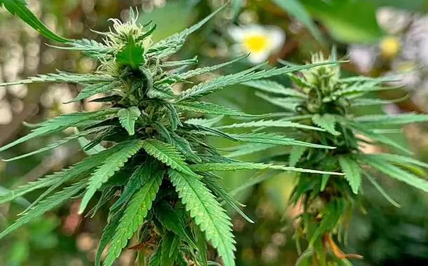 Estudos indicam benefícios do canabidiol em tratamentos infantis