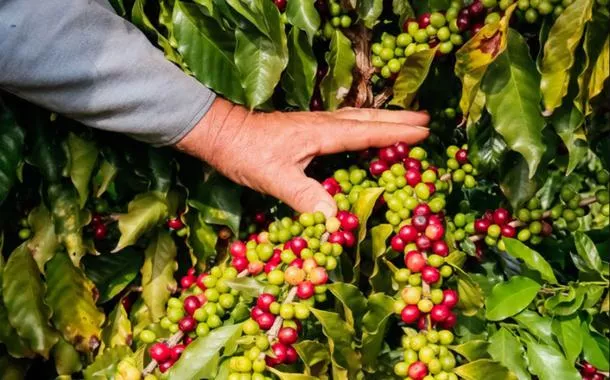 Comexim eleva projeção e prevê recorde na safra de café do Brasil