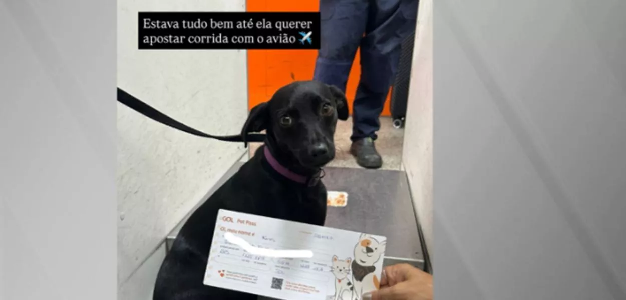 Kim fugiu da caixa de transporte durante transferência para voo com destino ao Rio de Janeiro; não houve cancelamentos de voos