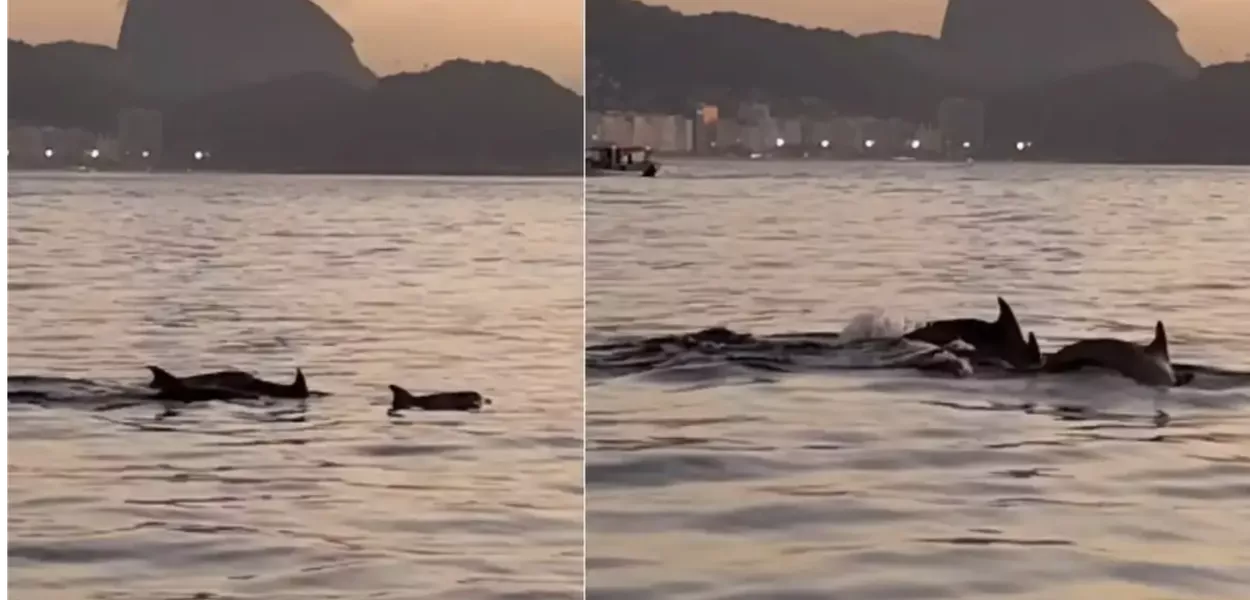 Golfinhos no mar do Rio de Janeiro