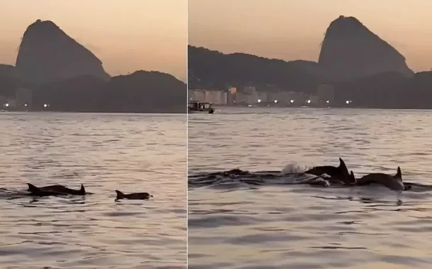 Golfinhos no mar do Rio de Janeiro