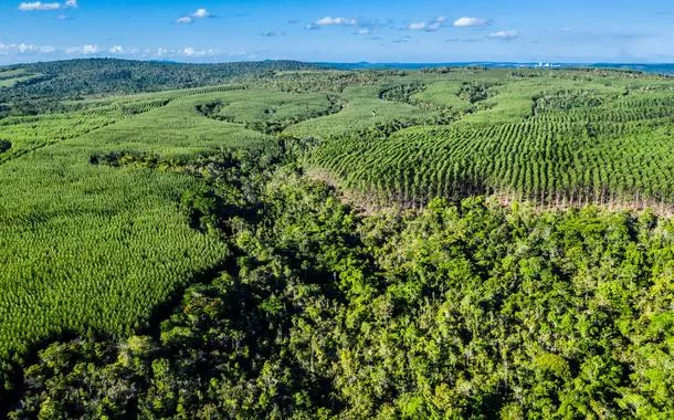 BNDES financia R$ 200 mi para plantio de eucalipto na Bahia