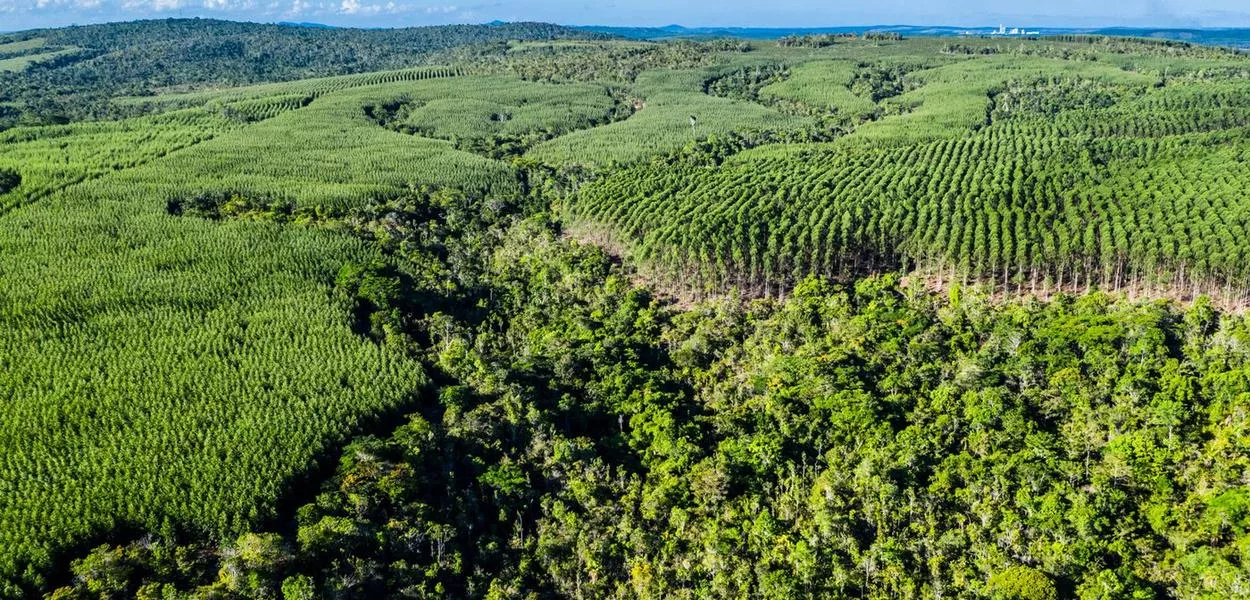 Plantação de eucalipto