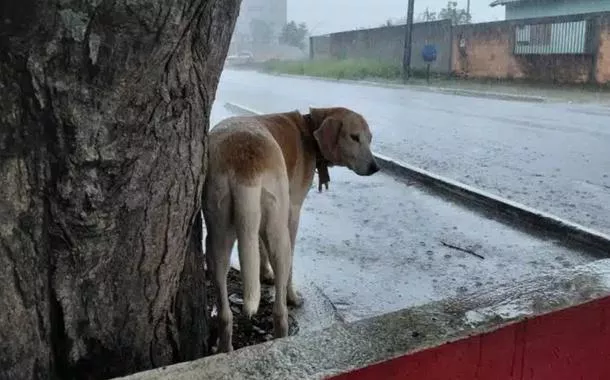 Amizade no Cerrado