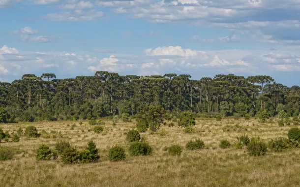 São Paulo cria projeto piloto de conservação para salvar araucária da extinção