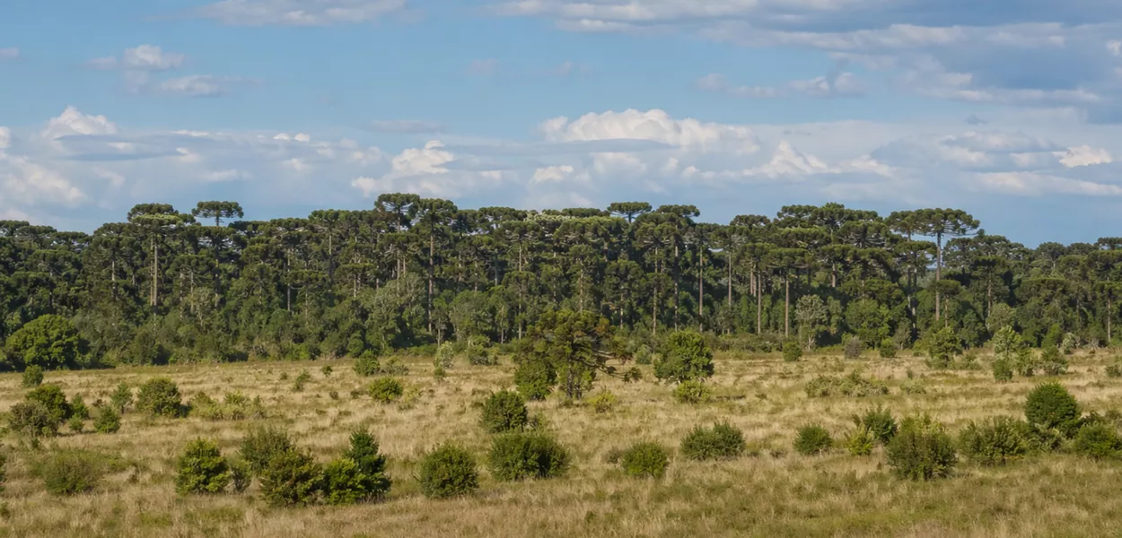 Representação de floresta de araucárias