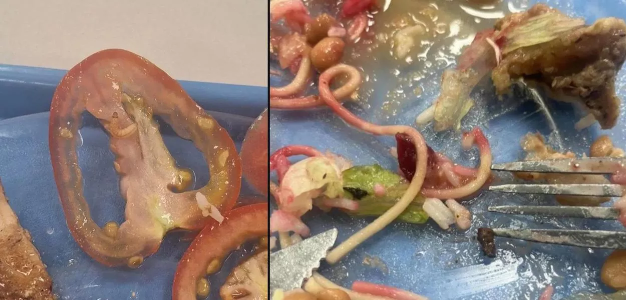 Registros de larva e pedra na comida em alimentos no refeitório da USP-RP