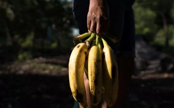 Chiquita e seu próprio garrote: infernos bananeiros, paraísos fiscais
