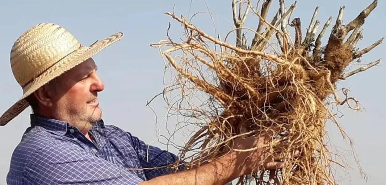 Ginseng de Querência do Norte conquista IG e amplia exportações