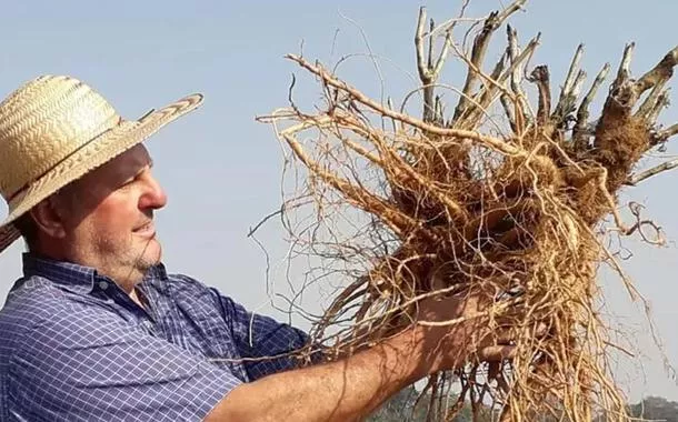 Ginseng de Querência do Norte conquista IG e amplia exportações