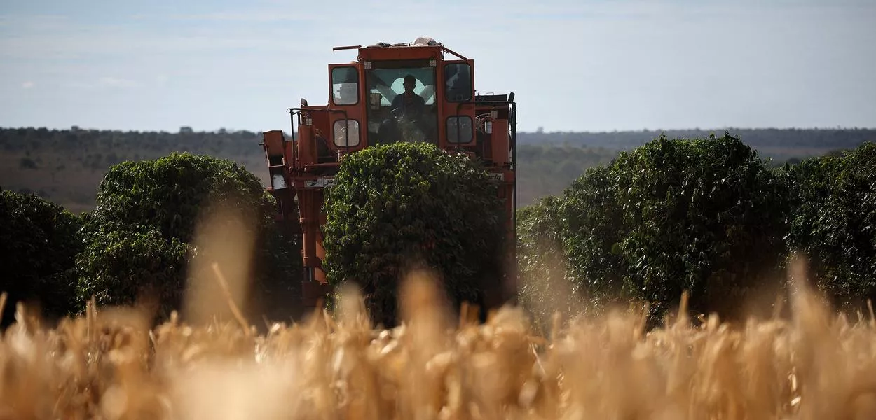 Cafezal perto de Brasília, Brasil, em 15 de julho de 2025