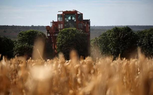 Cafezal perto de Brasília, Brasil, em 15 de julho de 2025