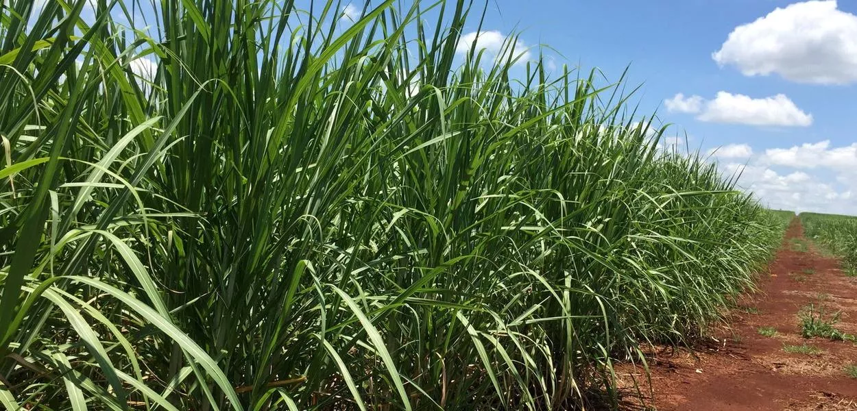 Canavial em Jacarezinho, Brasil, em 1º de janeiro de 2019