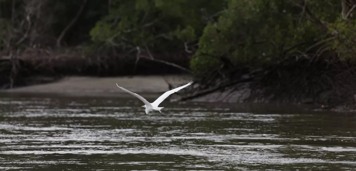 Manguezal de Ajuruteua, próximo à Vila dos Pescadores, na área da Reserva Extrativista Marinha de Caeté-Taperaçu - Bragança/Pará