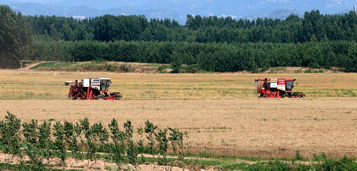 Xi Jinping pede medidas sólidas para modernizar agricultura e áreas rurais